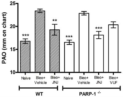 Effects of PARP-1 Deficiency and Histamine H4 Receptor Inhibition in an Inflammatory Model of Lung Fibrosis in Mice